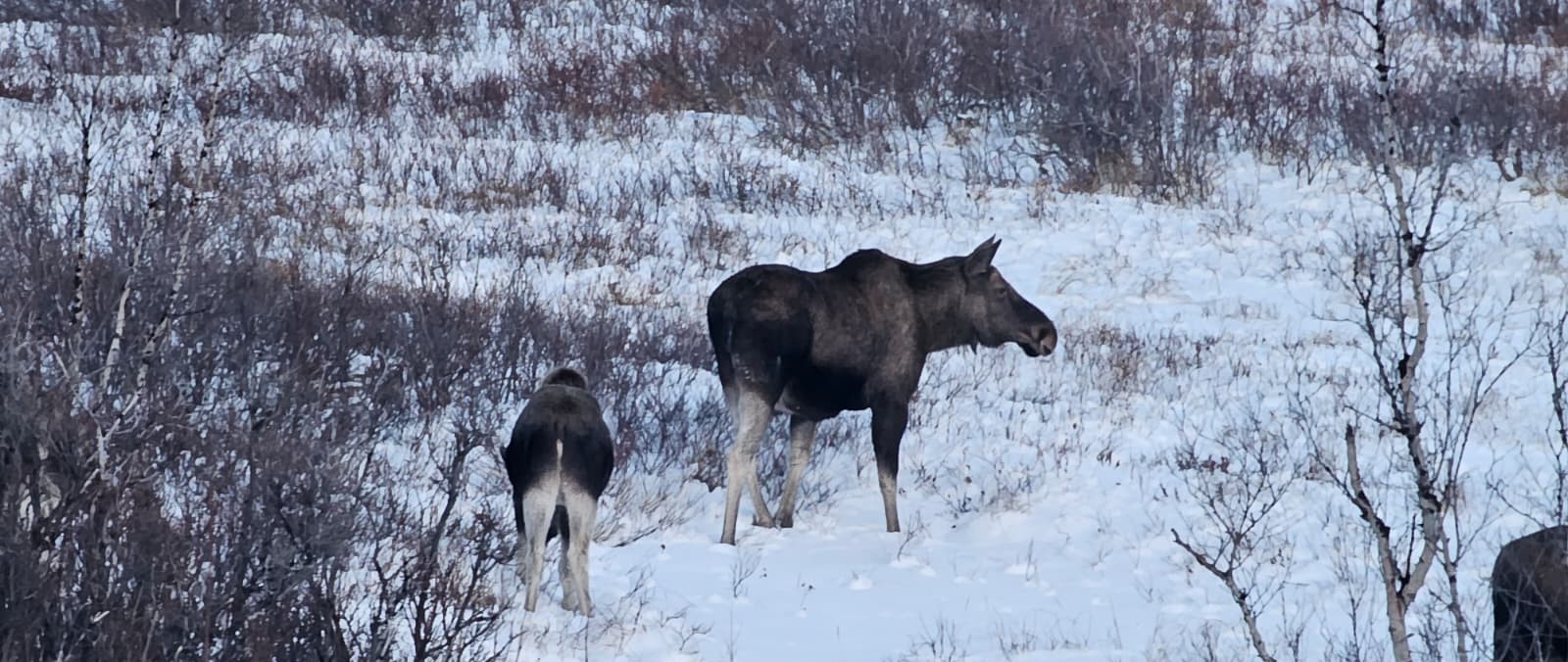 Abisko National Park mountain views