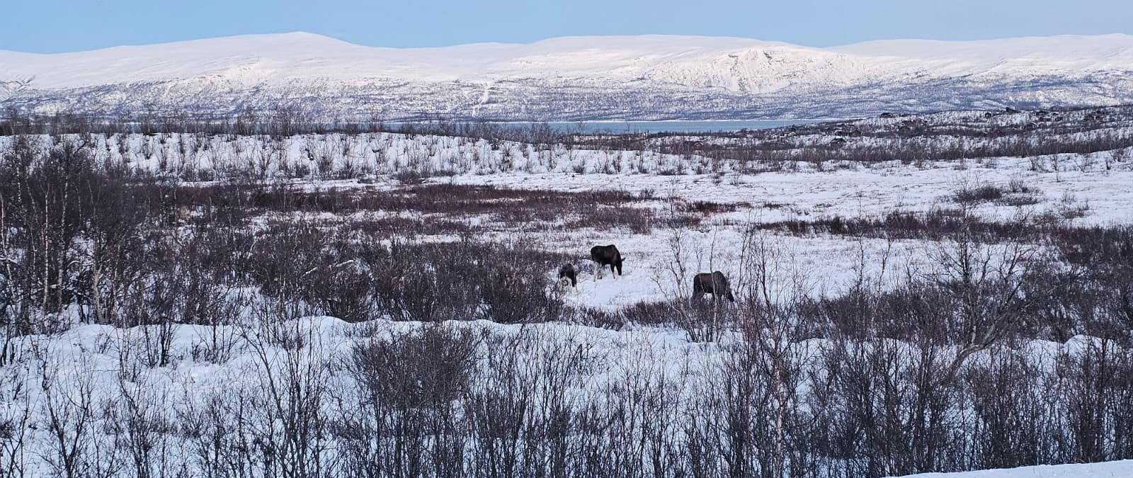 Scenic Arctic roads through Swedish Lapland